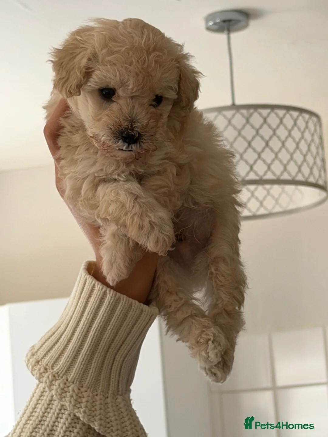 Toy Poodle dogs for sale: Beautiful toy poodle puppies! Edinburgh  - Advert 1