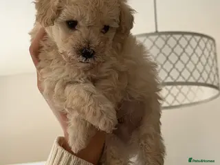 Toy Poodle dogs Beautiful toy poodle puppies! JUST ONE BOY LEFT!! - Advert 15