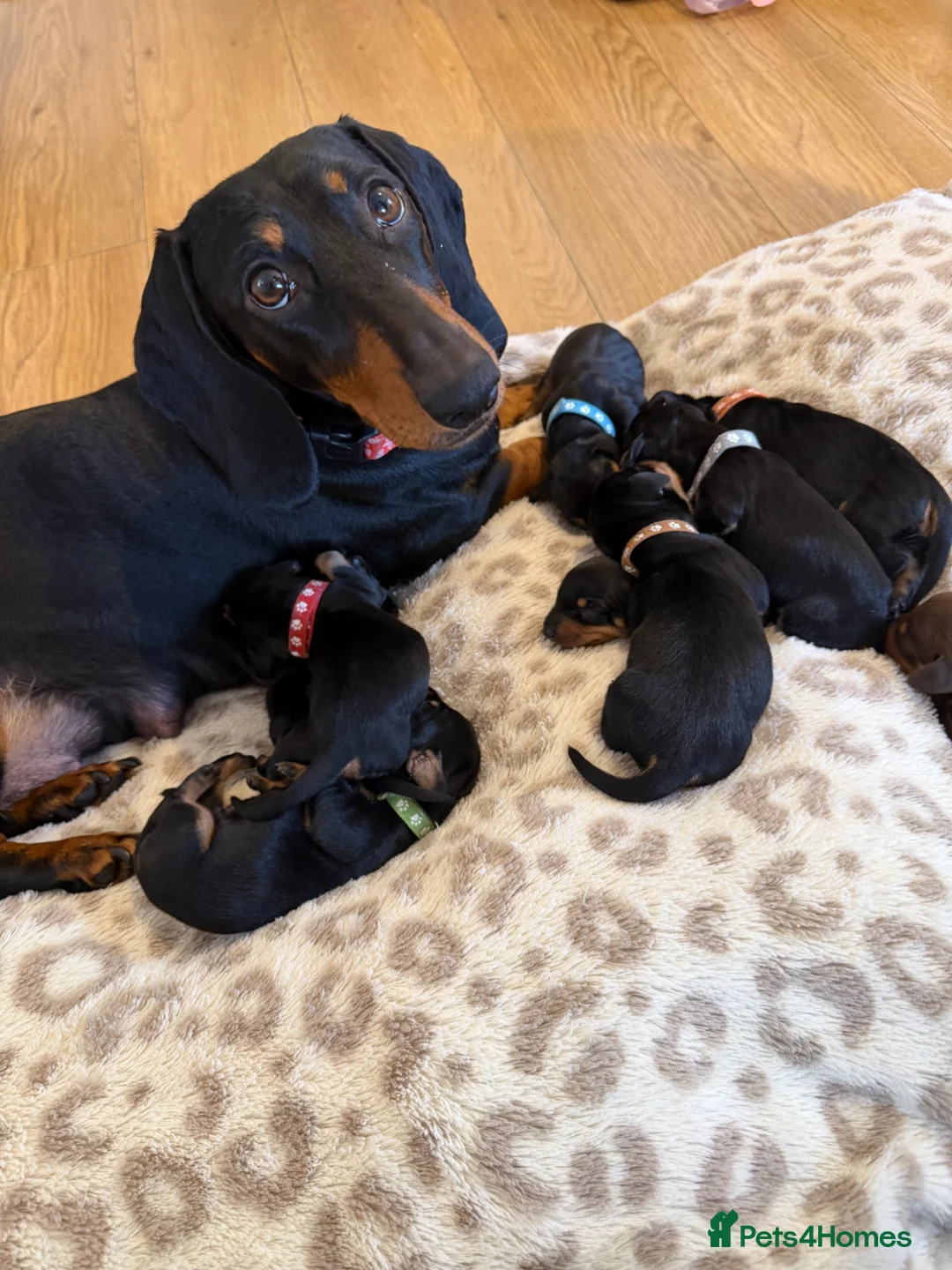Dachshund dogs for sale: Dachshund Puppies – 2 Reserved, Family Raised - Advert 1