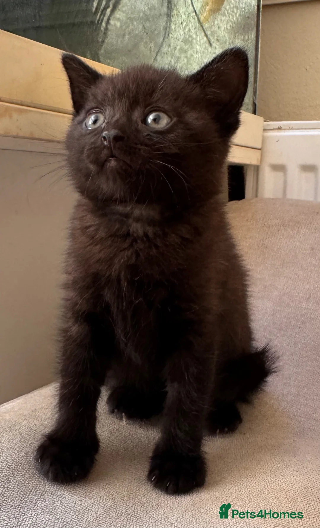 British Shorthair cats for sale: ‼️British shorthair kittens‼️ - Advert 9