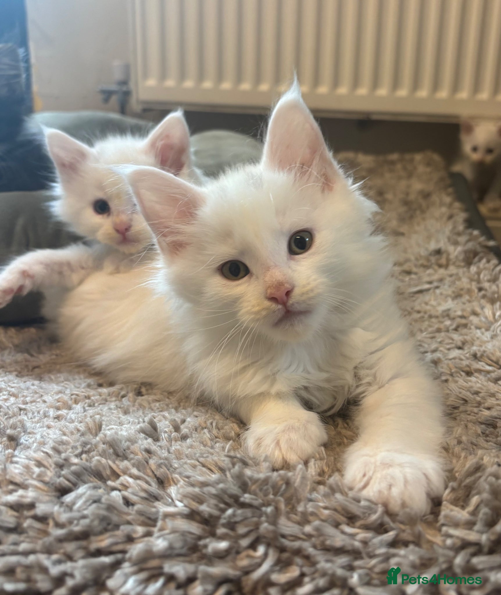 Maine Coon Kitten 1