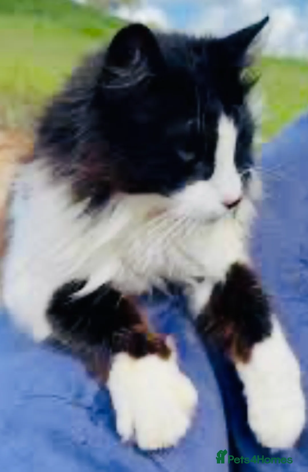 Turkish Angora cats for sale: Turkish angora kitten  - Advert 39