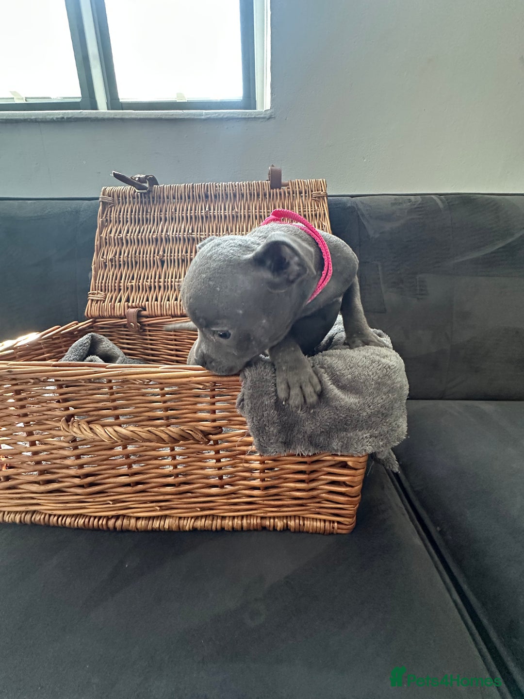 Staffordshire Bull Terrier dogs for sale: Blue and Black Staffordshire Bull Terriers - Image 24