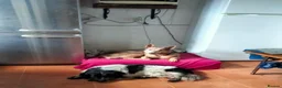 Mixed Breed dogs for adoption: Gorgeous Taco, a smallish mixed breed - Advert 11