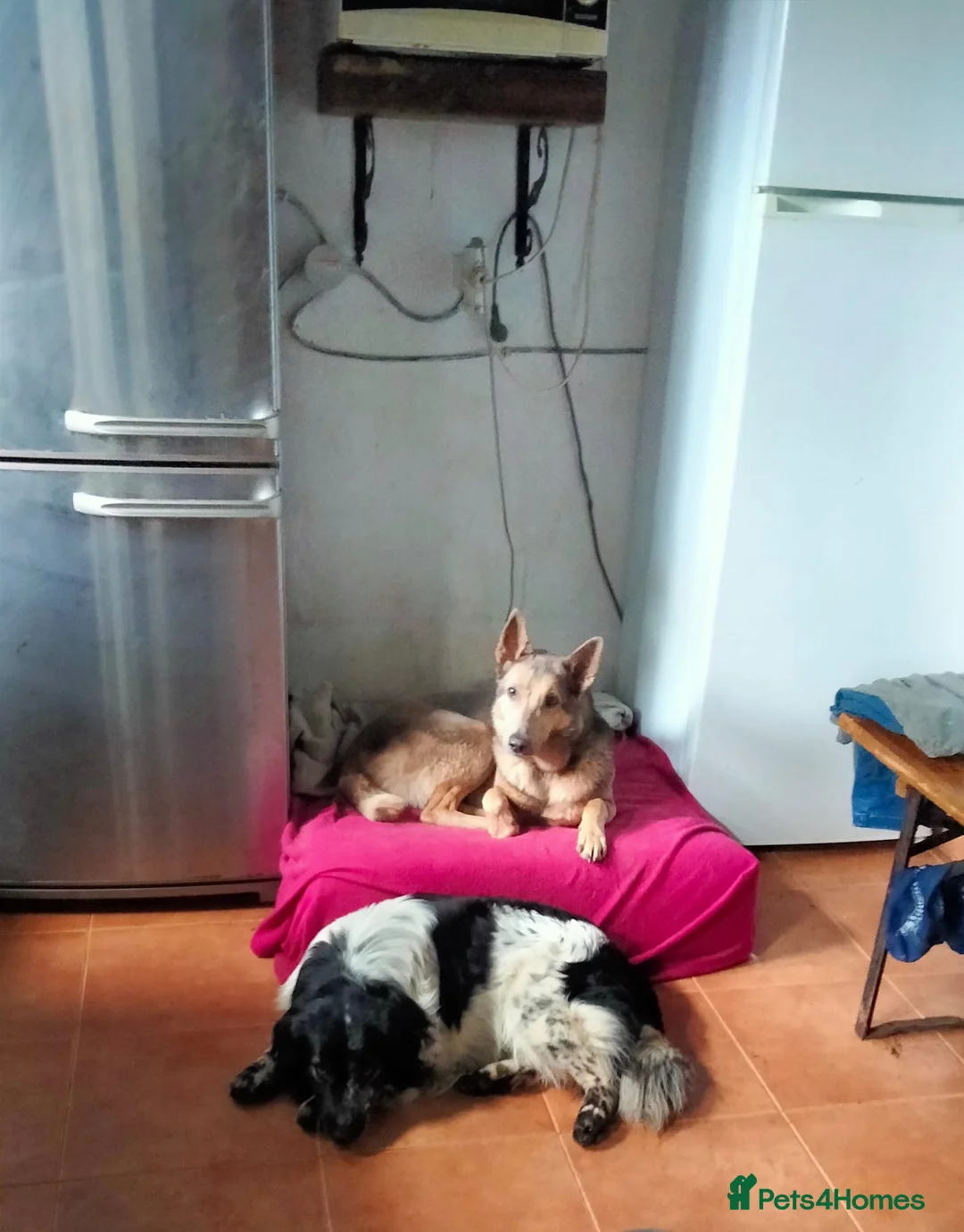 Mixed Breed dogs for adoption: Gorgeous Taco, a smallish mixed breed - Advert 11