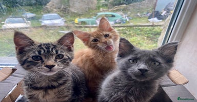Maine Coon cats - Advert 10