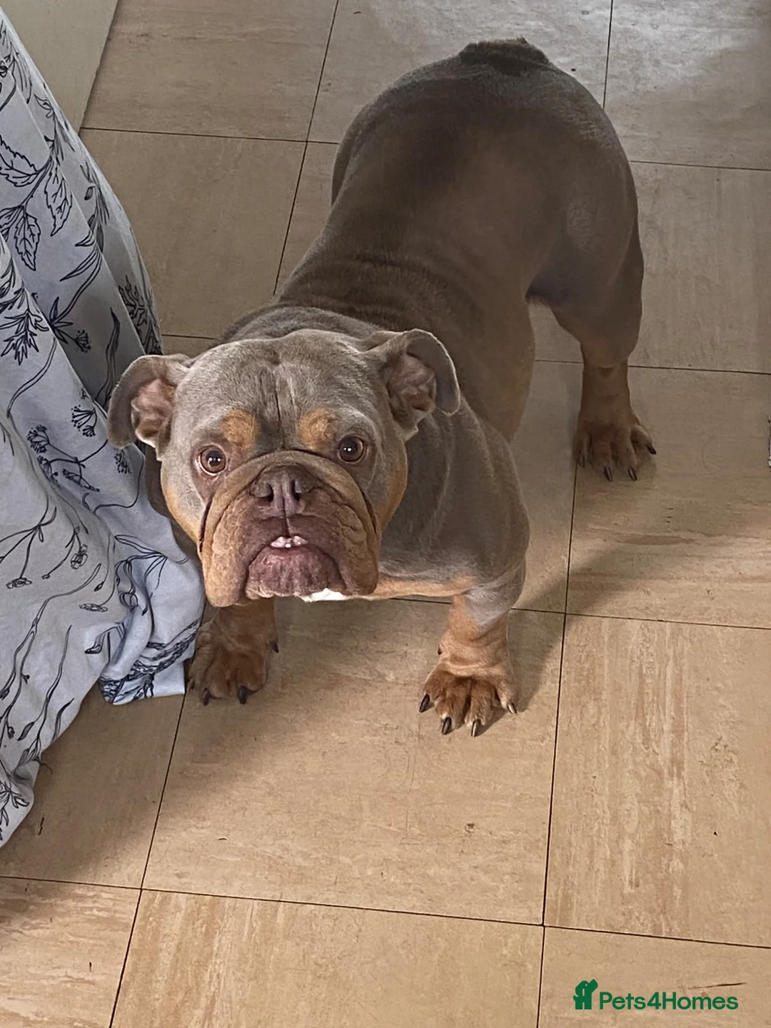 English Bulldog dogs for sale: Beautiful female lilac and tan English bulldog  - Advert 1
