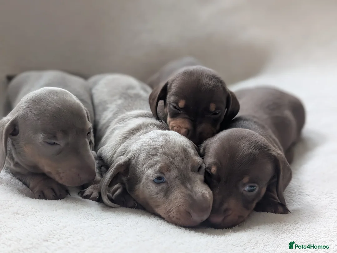 Dachshund dogs for sale: Smooth haired miniature dachshunds  in Burntwood - Advert 8