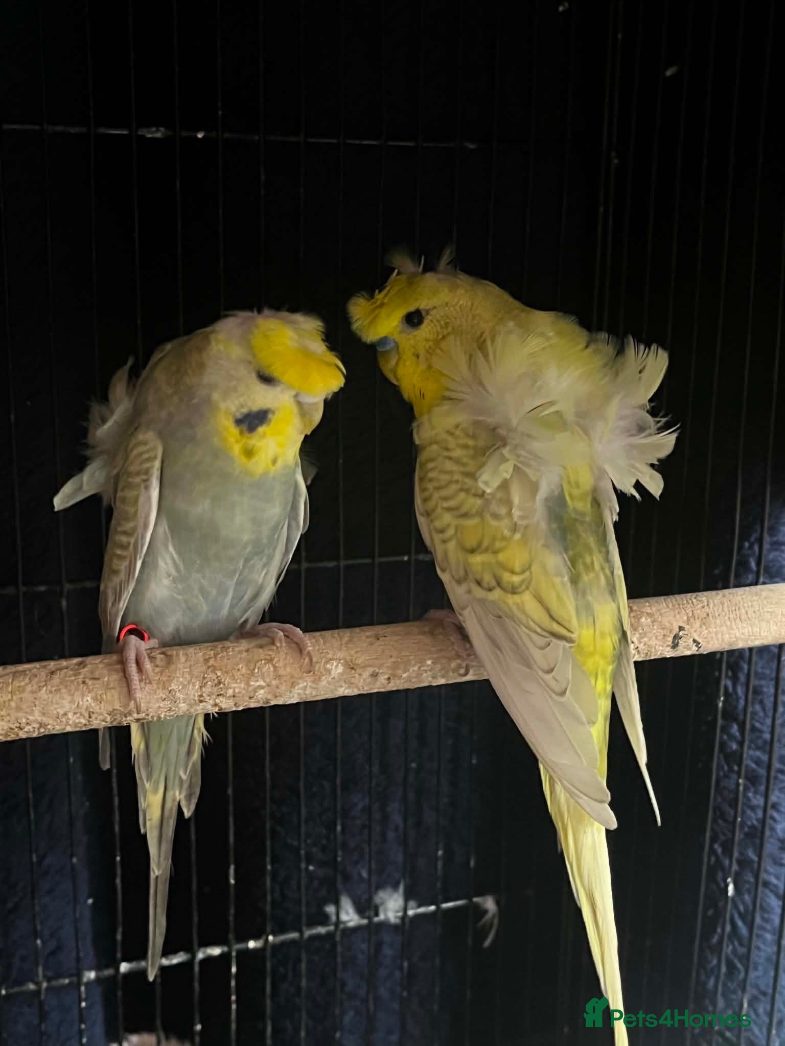 Budgerigars birds Young pair  hogo budgies 7 month  - Advert 1