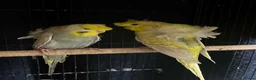 Budgerigars birds for sale: Young pair  hogo budgies 7 month  - Advert 1