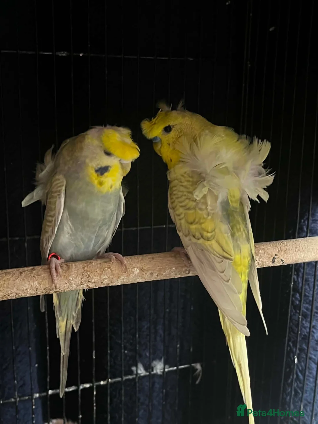 Budgerigars birds for sale: Young pair  hogo budgies 7 month  - Advert 1