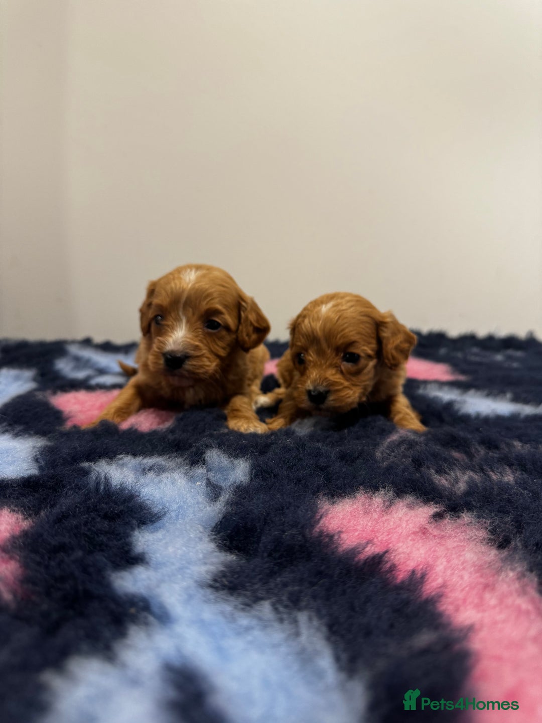 Cavapoo dogs for sale: 7 beautiful cavapoos  - Image 15
