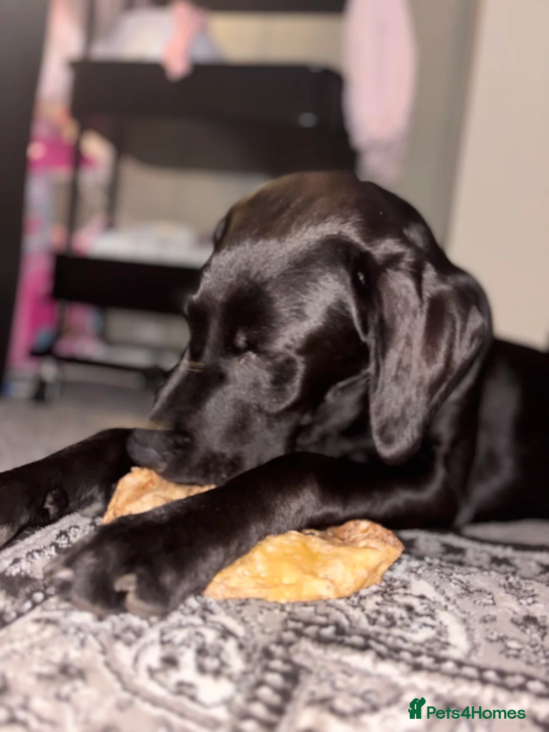 Labrador Retriever dogs for sale: Labrador 11 month old  in Newcastle upon Tyne - Advert 2