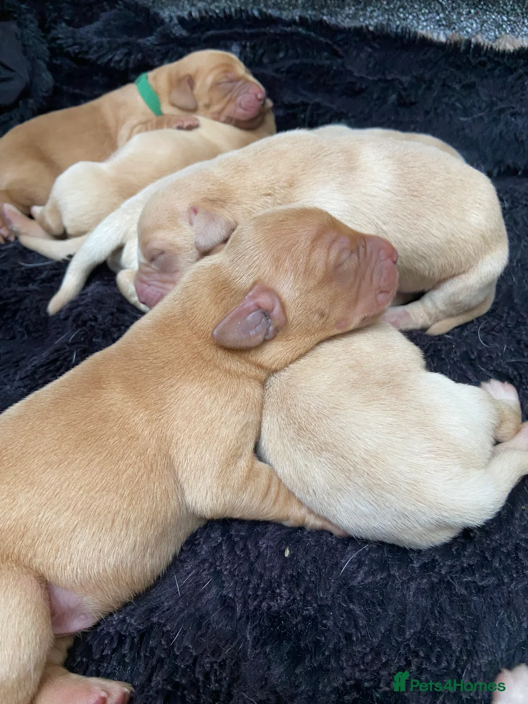 Labrador Retriever dogs for sale: 9 pups Only 4 left, All beautiful boys born 19/01 - Advert 14