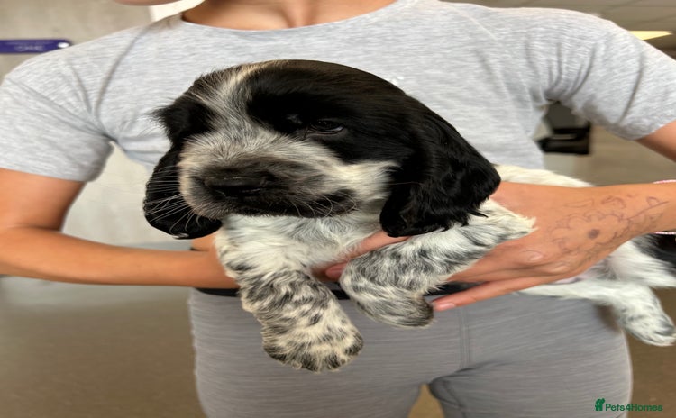 Cocker Spaniel dogs for sale - Advert 1