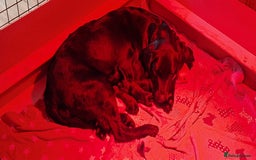 Australian Labradoodle dogs for sale: Miniture labradoodle puppies available  - Image 14