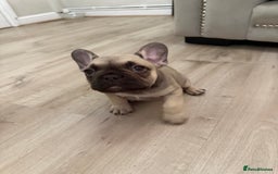 French Bulldog dogs for sale: Female French bulldog puppy - Image 4