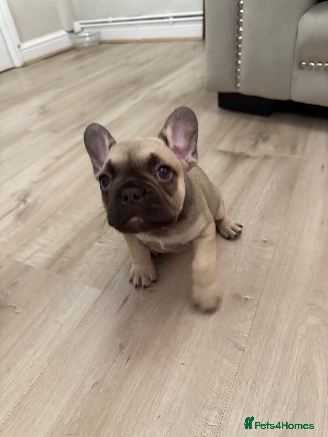French Bulldog dogs for sale: Female French bulldog puppy - Image 4