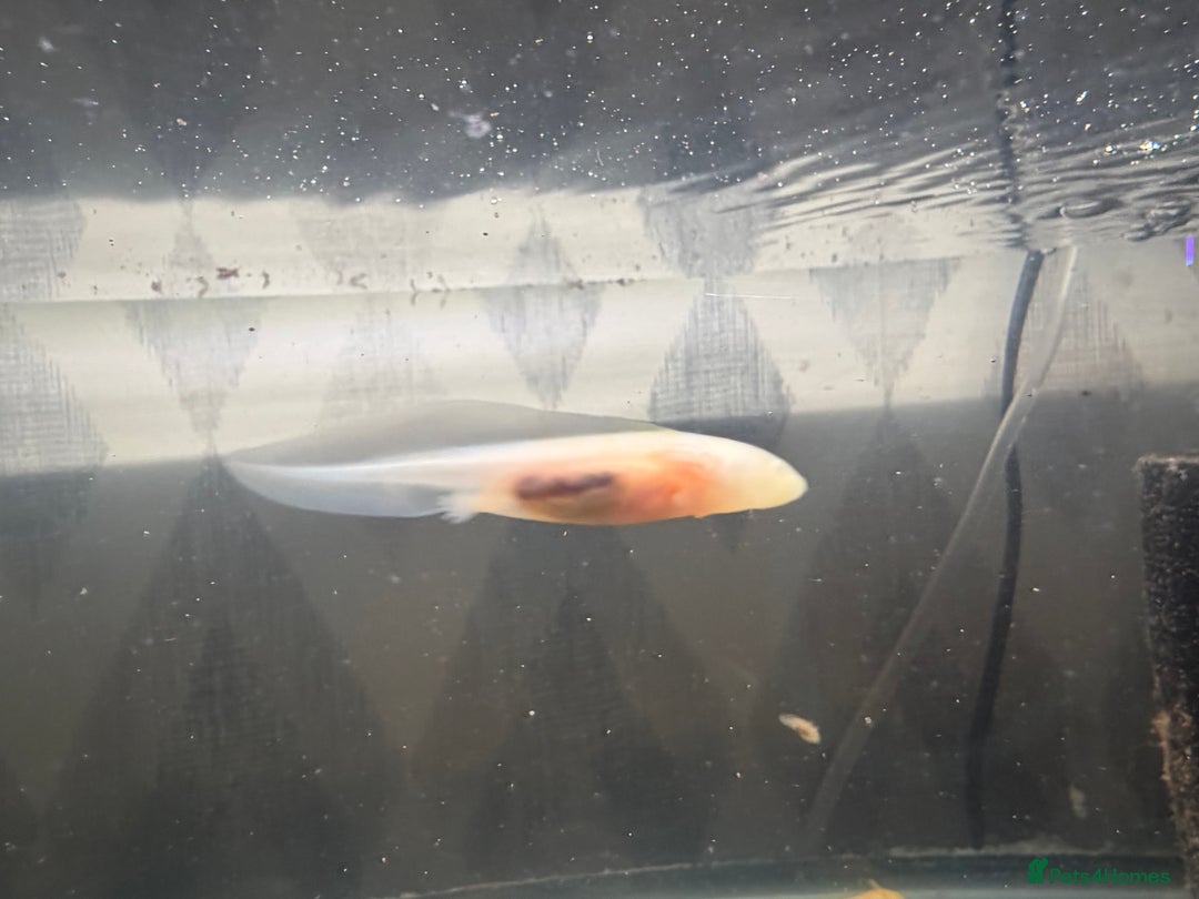 Axolotl reptiles for sale: Axolotl - Advert 9