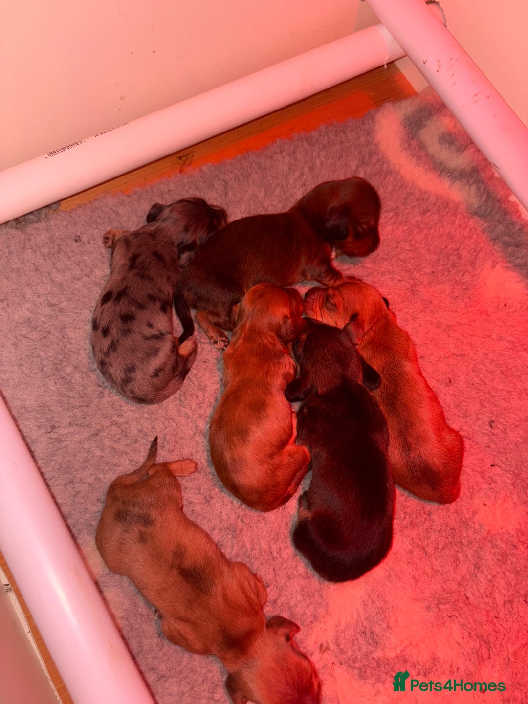 Miniature Dachshund dogs for sale: Gorgeous Long &short haired mini dachshund puppies - Image 5