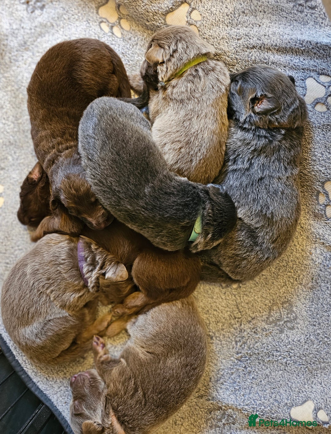 German Shepherd dogs for sale: 💠5 Beautiful healthy KC reg straight back GSP's💠 - Advert 6