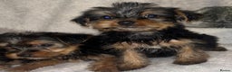 Yorkshire Terrier dogs for sale: Yorkshire Terrier Puppies  - Advert 18