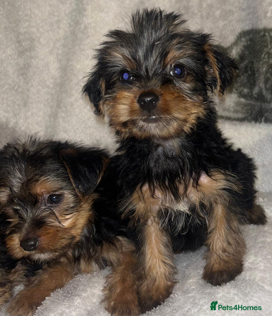 Yorkshire Terrier dogs for sale: Yorkshire Terrier Puppies  - Advert 18