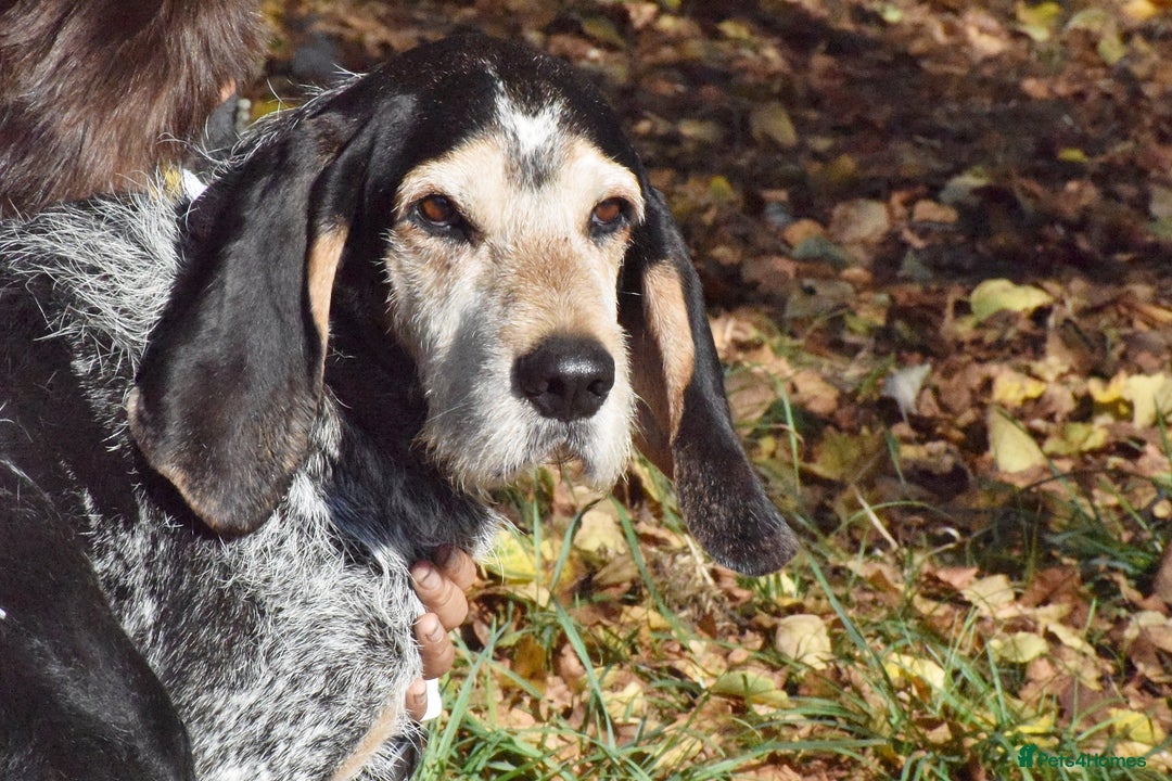 Grand Bleu De Gascogne dogs for adoption: Thor  - Image 2
