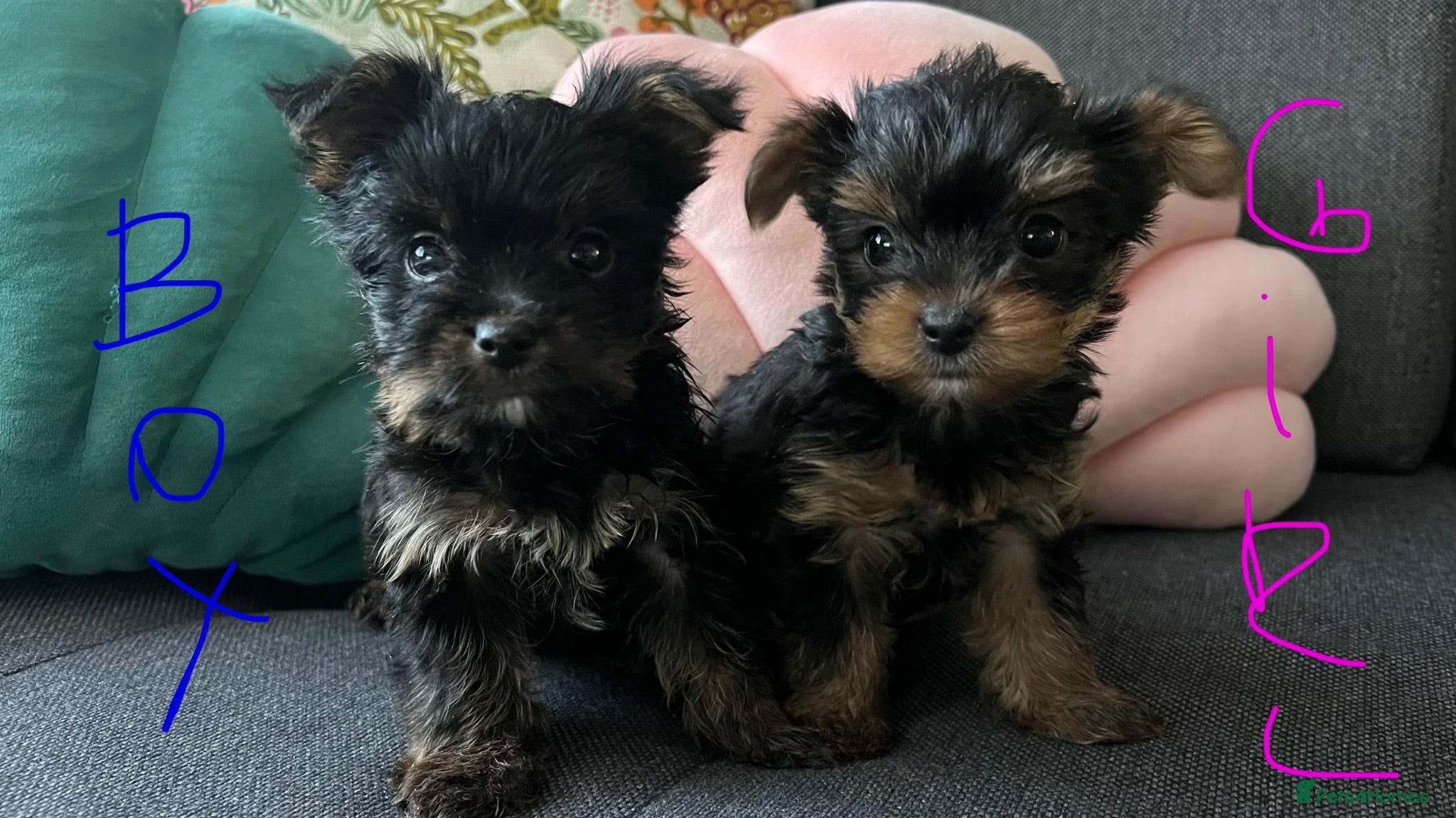 Yorkshire Terrier dogs Tiny pedigree Yorkie pups.  - Advert 1