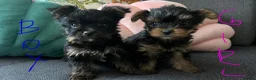 Yorkshire Terrier dogs for sale: Tiny pedigree Yorkie pups.  - Advert 2