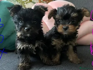 Yorkshire Terrier dogs Tiny pedigree Yorkie pups. - Advert 1