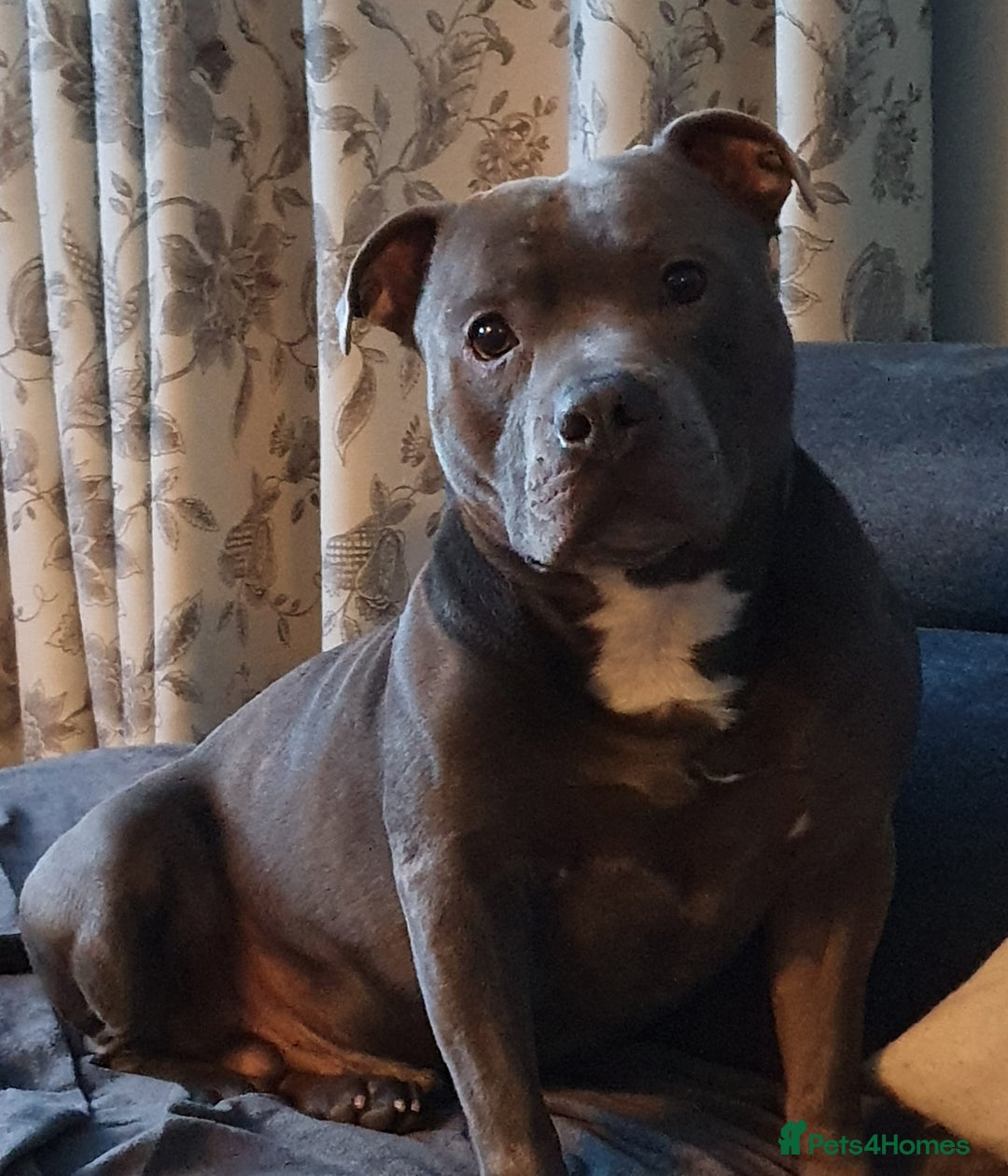 Staffordshire Bull Terrier dogs for stud: Stud for breeding in Ilkeston - Advert 3