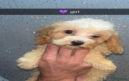 Cockapoo dogs for sale: 4 beautiful Cockapoo puppies  - Image 4