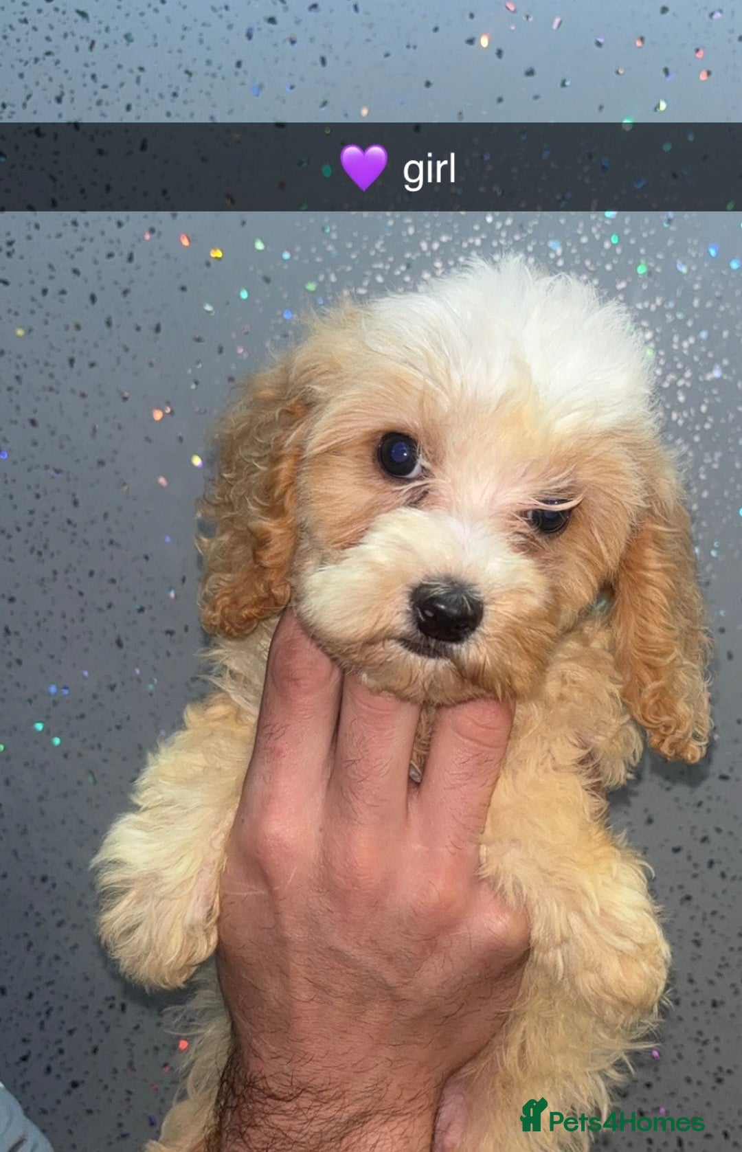 Cockapoo dogs for sale: 4 beautiful Cockapoo puppies  - Image 4