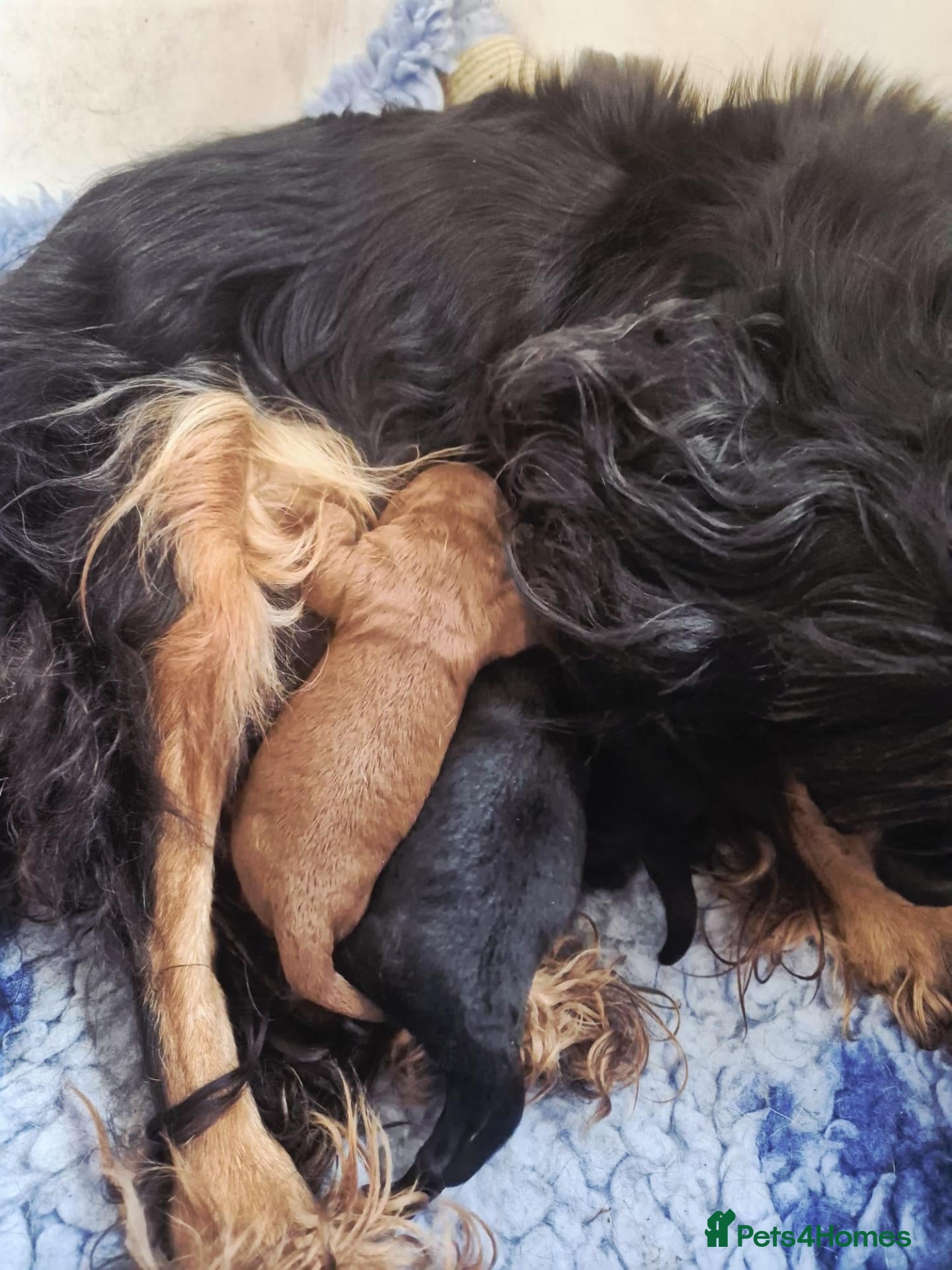 Cavapoo dogs Top quality Cavapoo pups from proven parents. - Advert 1