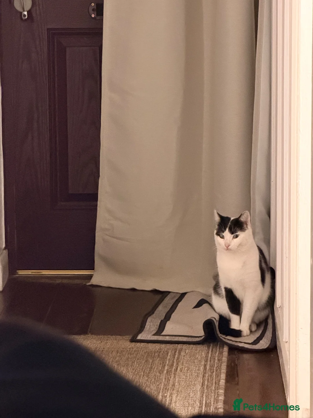 Mixed Breed cats for sale: Black and white cat  - Advert 2