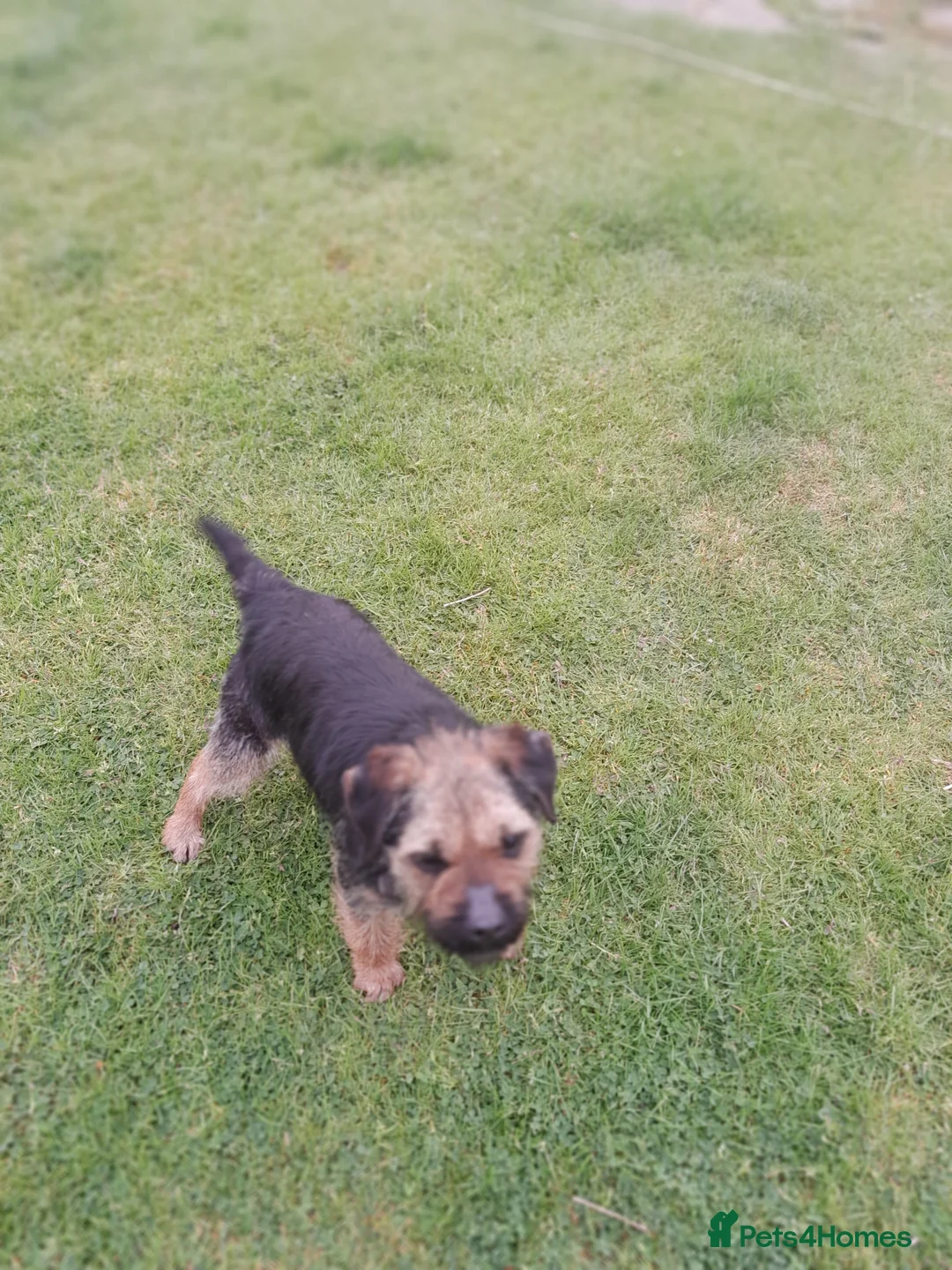 Border Terrier dogs for stud: Blue and tan proven stud in Bishop Auckland - Advert 3