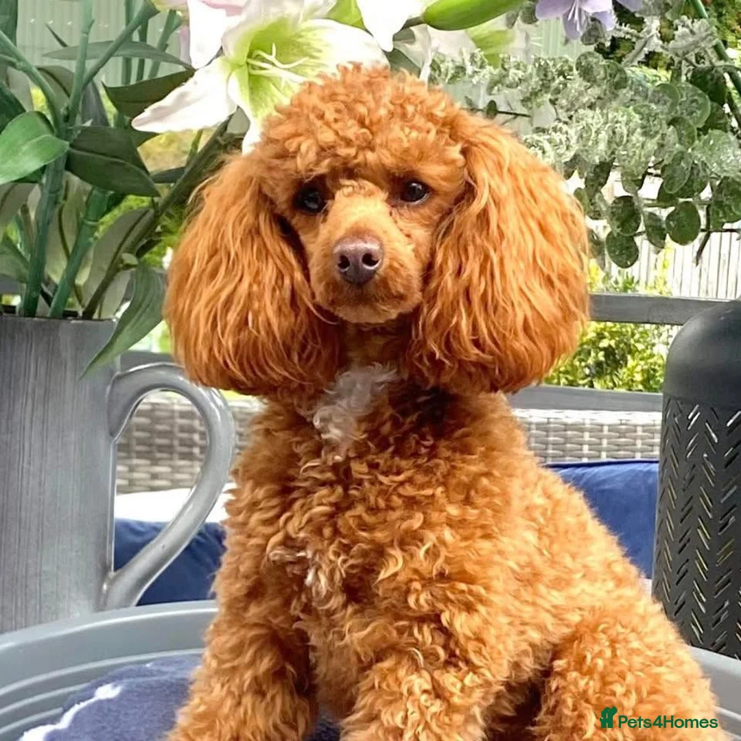 Cockapoo dogs for sale: Toy Cockapoos- KC & health tested parents  - Advert 4