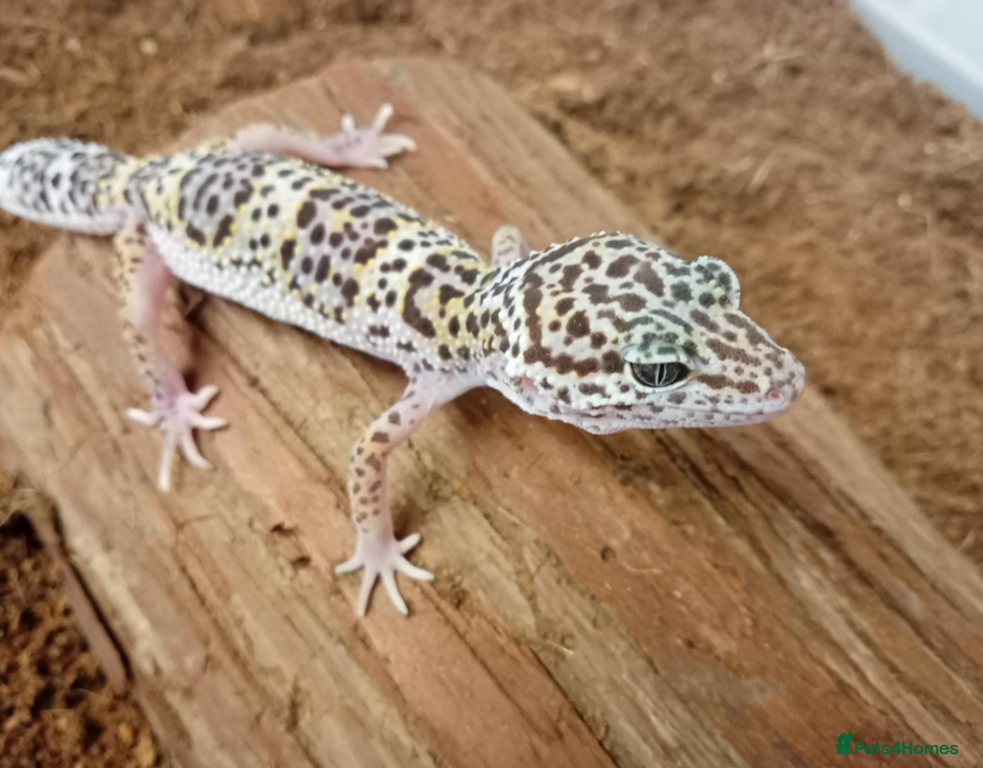 Leopard Gecko reptiles for sale: Beautiful Leopard Gecko Babies – Ready Now! - Image 13
