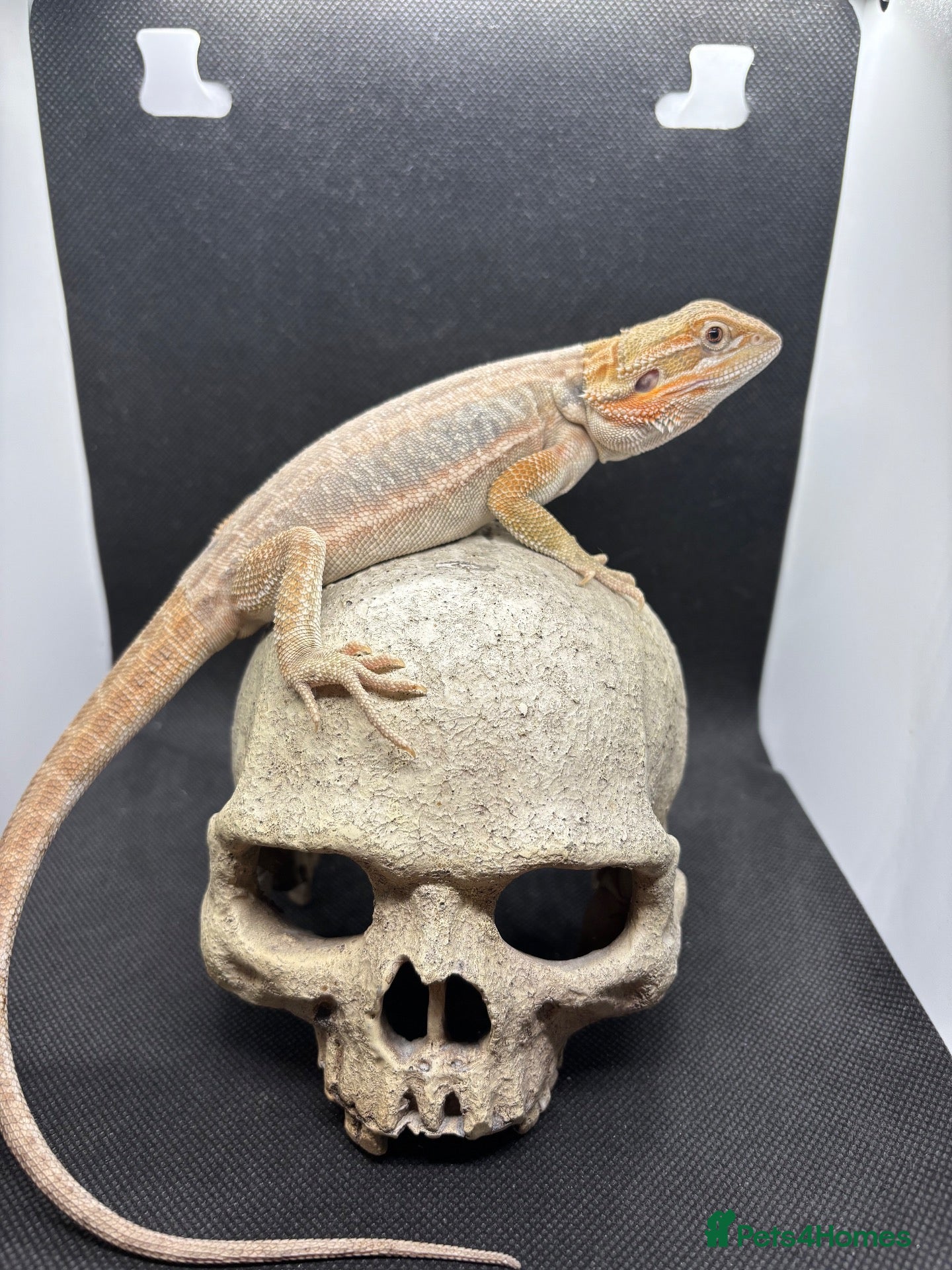 Bearded Dragon reptiles Spectacular baby dragons ready now  - Advert 2