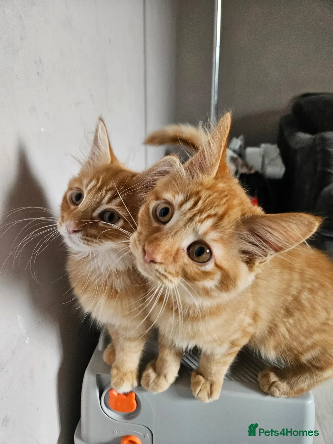 Mixed Breed cats for sale: 2 beautiful brothers  in Colchester - Advert 2