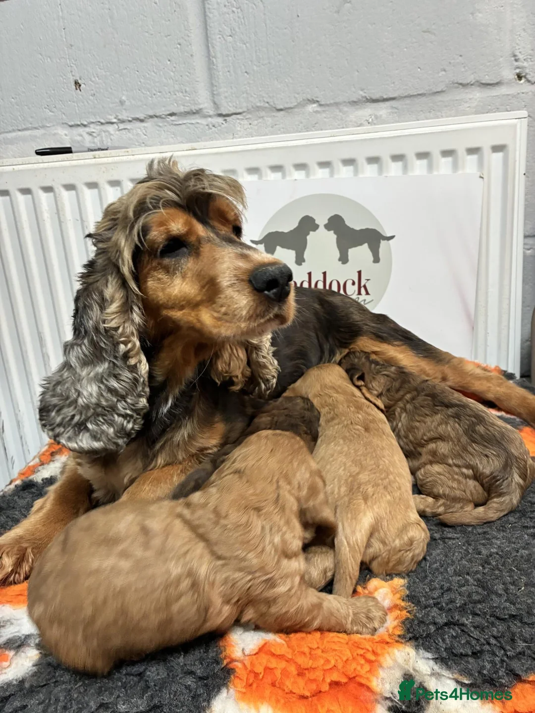 Cockapoo dogs for sale: 🌟 Stunning F1 cockapoo puppies 🌟 - Advert 12