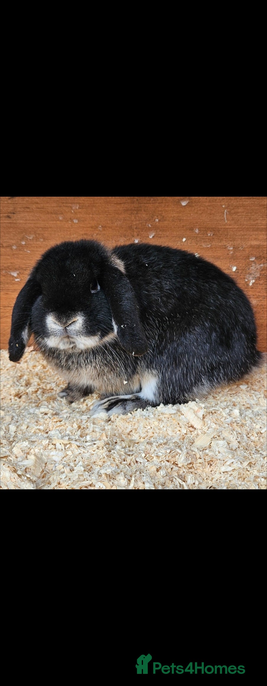 Mini Lop rabbits 💫💫💖Mini lops ✨️✨️ - Advert 12