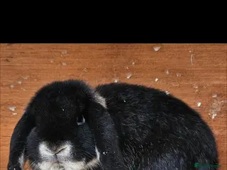 Mini Lop rabbits 💫💫💖Mini lops ✨️✨️ - Advert 12