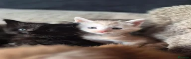Maine Coon 3