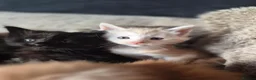 Maine Coon cats for sale: Adorable Purebred Mainecoons  - Advert 6
