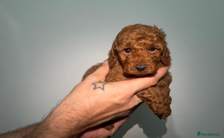Miniature Poodle dogs - Advert 3