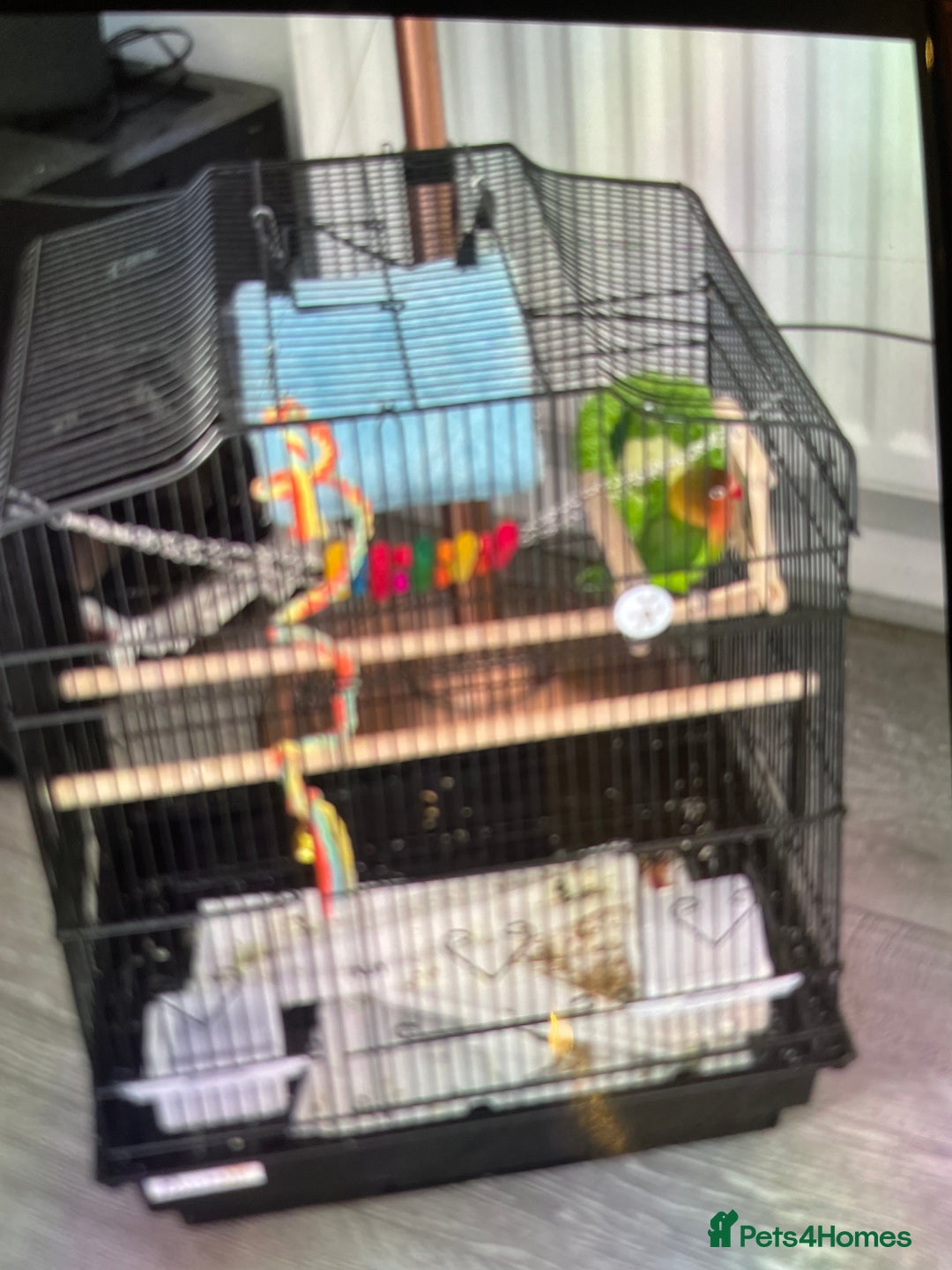 Lovebirds birds for sale: Lovebird - Advert 2