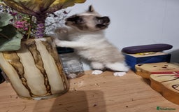 Persian cats for sale: Persian kittens - Image 9