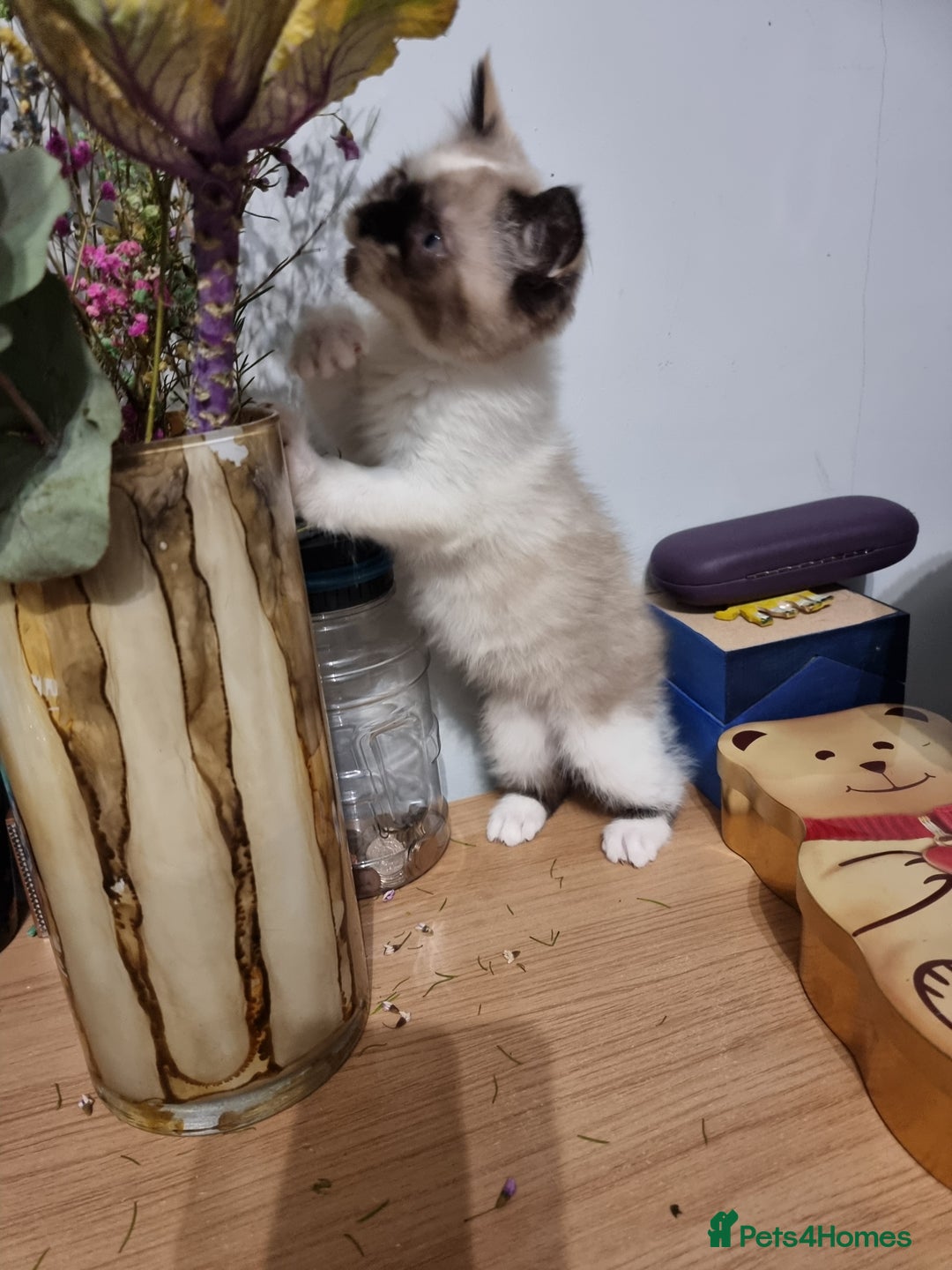 Persian cats for sale: Persian kittens - Image 9